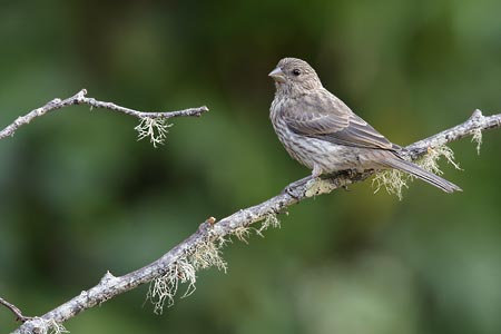 House Finch (Carpodacus mexicanus) photo image