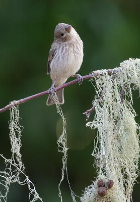 House Finch (Carpodacus mexicanus) photo image