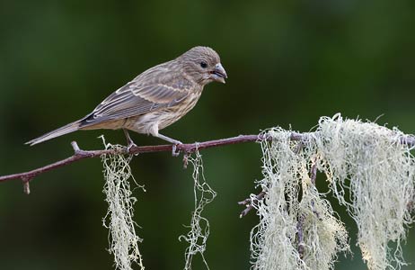 House Finch (Carpodacus mexicanus) photo image