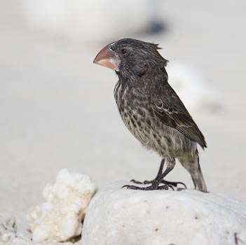 Large Ground-Finch (Geospiza magnirostris) photo