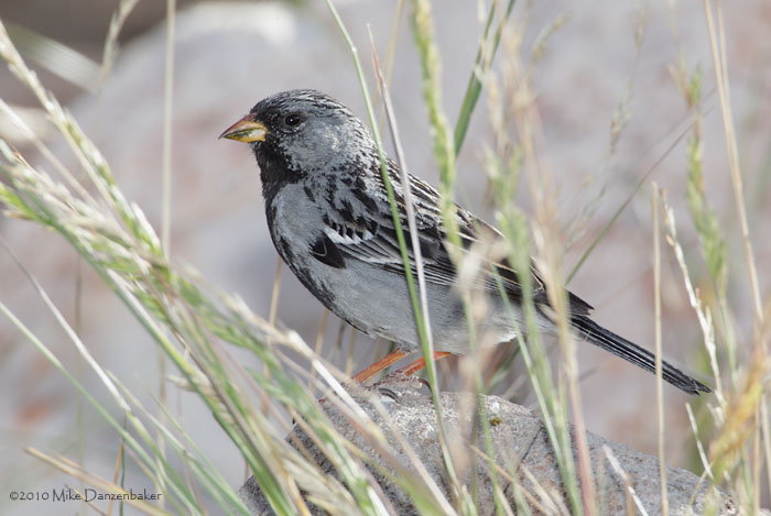 Mourning Sierra Finch (Phrygilus fruticeti) photo
