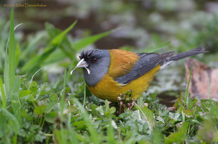 Patagonian Sierra Finch (Phrygilus patagonicus) photo