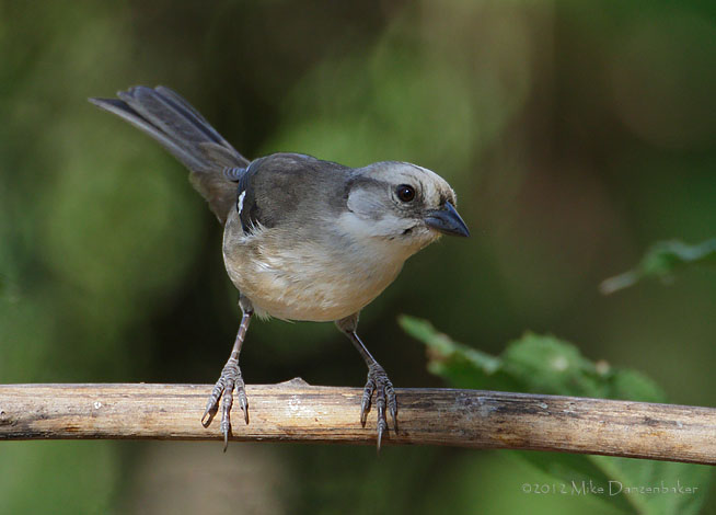 Pale-headed Brush-Finch (Atlapetes pallidiceps) photo