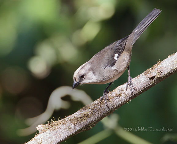 Pale-headed Brush-Finch (Atlapetes pallidiceps) photo
