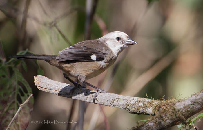 Pale-headed Brush-Finch (Atlapetes pallidiceps) photo