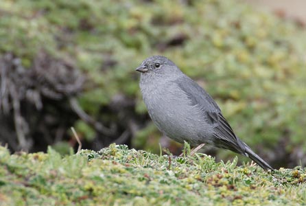 Plumbeous Sierra Finch (Phrygilus unicolor) photo image
