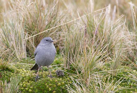Plumbeous Sierra Finch (Phrygilus unicolor) photo image