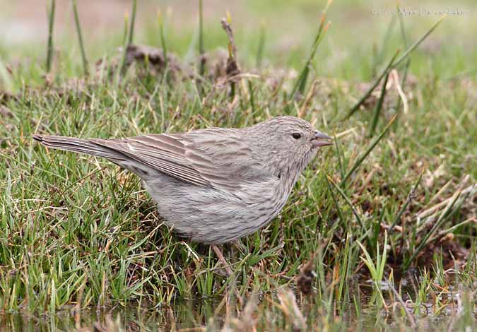 Plumbeous Sierra Finch (Phrygilus unicolor) photo image