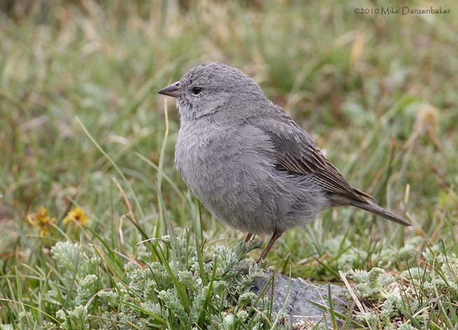 Plumbeous Sierra Finch (Phrygilus unicolor) photo image