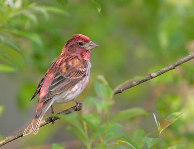 Purple Finch (Carpodacus purpureus) photo image