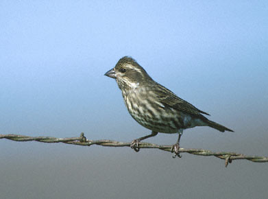 Purple Finch (Carpodacus purpureus) photo image
