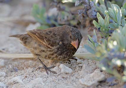 Sharp-beaked Ground Finch (Geospiza difficilis) photo image