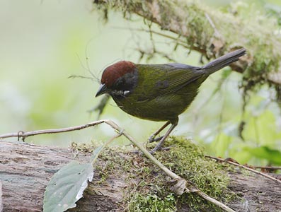 Sooty-faced Finch (Arremon crassirostris) photo image