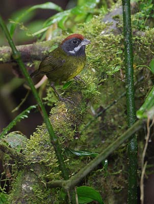 Sooty-faced Finch (Arremon crassirostris) photo image