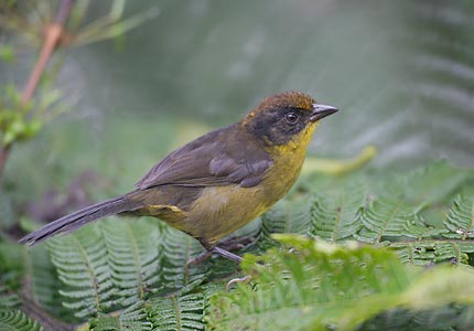 Choco Brush-Finch (Atlapetes crassus) photo image