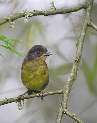 Choco Brush-Finch (Atlapetes crassus) photo image