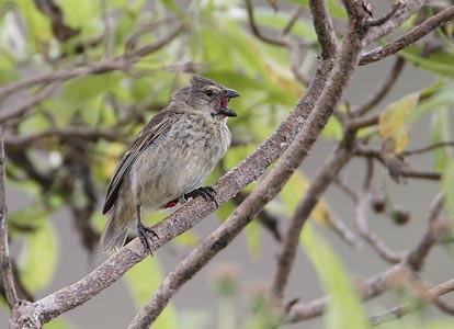 Vegetarian Finch (Platyspiza crassirostris) photo image