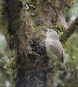 Woodpecker Finch (Camarhynchus pallidus) photo image