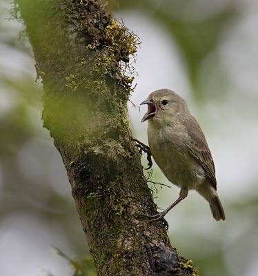 Woodpecker Finch (Camarhynchus pallidus) photo image