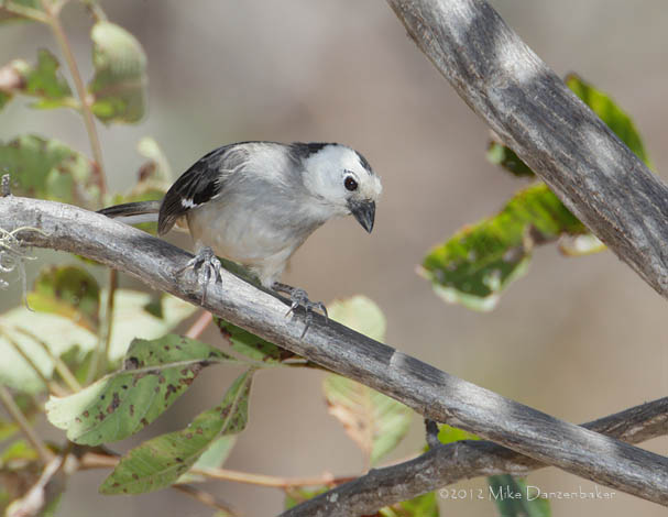 White-headed Brush-Finch (Atlapetes albiceps) photo
