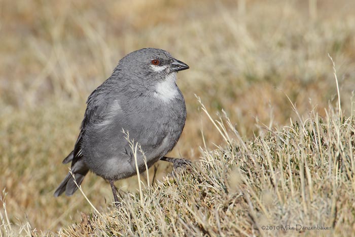 White-winged Diuca Finch (Diuca speculifera) photo