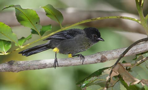 Yellow-thighed Finch (Pselliophorus tibialis) photo