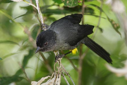 Yellow-thighed Finch (Pselliophorus tibialis) photo