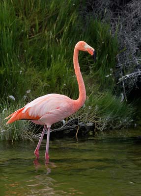 American Flamingo (Phoenicopterus ruber) photo image