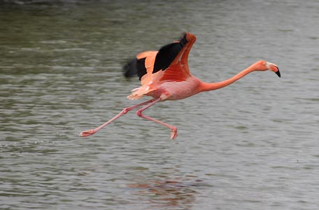 American Flamingo (Phoenicopterus ruber) photo image