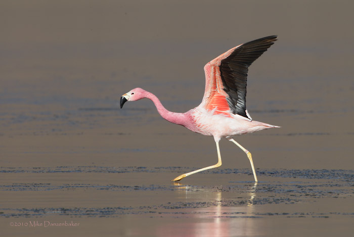 Andean Flamingo (Phoenicoparrus andinus) photo image