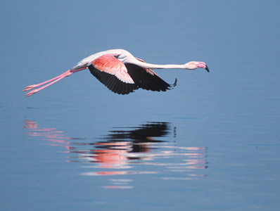 Greater Flamingo (Phoenicopterus roseus) photo image
