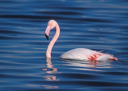 Greater Flamingo (Phoenicopterus roseus) photo image