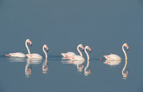 Greater Flamingo (Phoenicopterus roseus) photo image