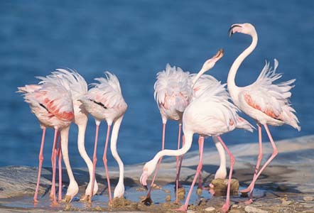 Greater Flamingo (Phoenicopterus roseus) photo image