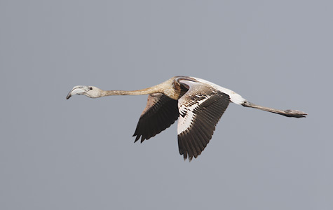 Greater Flamingo (Phoenicopterus ruber) photo