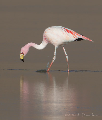 James's Flamingo (Phoenicoparrus jamesi) photo image