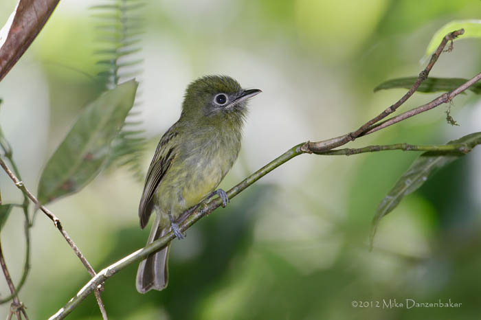 Eye-ringed Flatbill (Rhynchocyclus brevirostris) photo