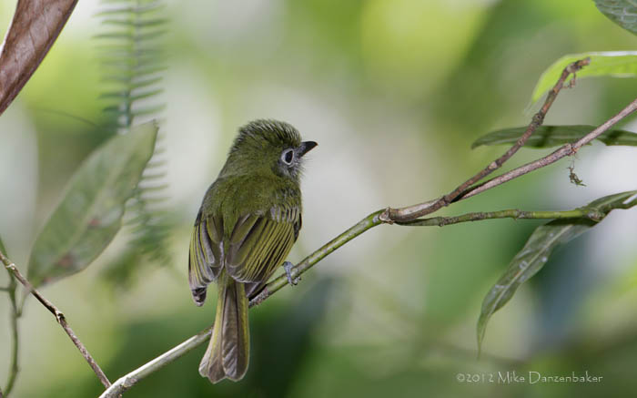 Eye-ringed Flatbill (Rhynchocyclus brevirostris) photo image