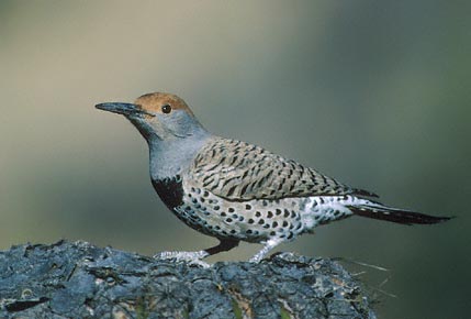 Gilded Flicker (Colaptes chrysoides) photo image