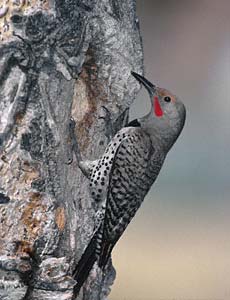 Northern Flicker (Colaptes auratus) photo image