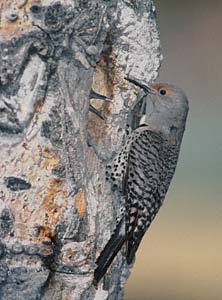 Northern Flicker (Colaptes auratus) photo image