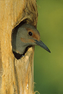 Northern Flicker (Colaptes auratus) photo image