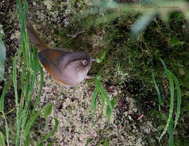 Taiwan Fulvetta (Fulvetta formosana) photo