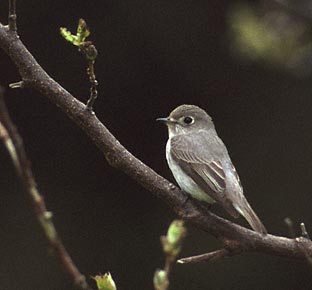 Asian Brown Flycatcher (Muscicapa dauurica) photo image