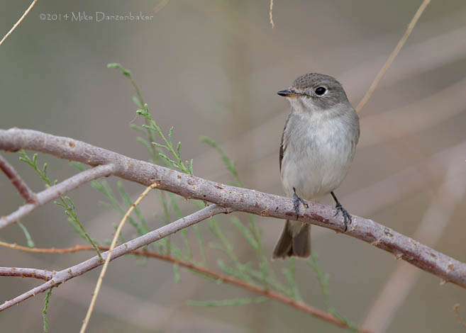 Asian Brown Flycatcher (Muscicapa dauurica) photo