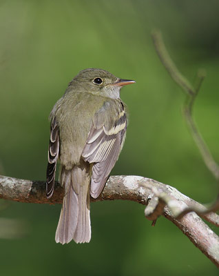 Acadian Flycatcher (Empidonax virescens) photo