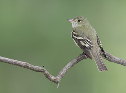 Acadian Flycatcher (Empidonax virescens) photo