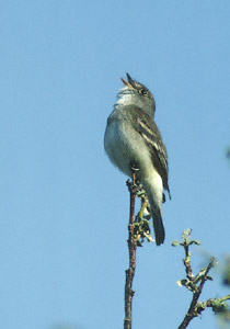 Alder Flycatcher (Empidonax alnorum) photo image