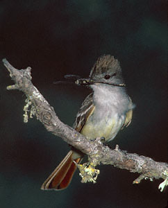 Ash-throated Flycatcher (Myiarchus cinerascens) photo image