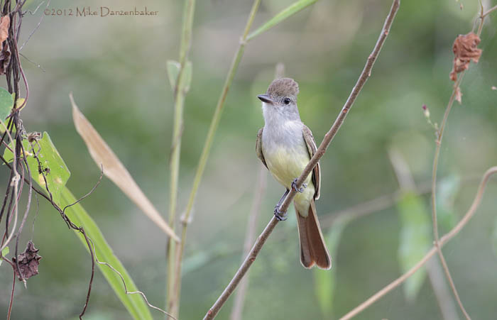 Brown-crested Flycatcher (Myiarchus tyrannulus) photo